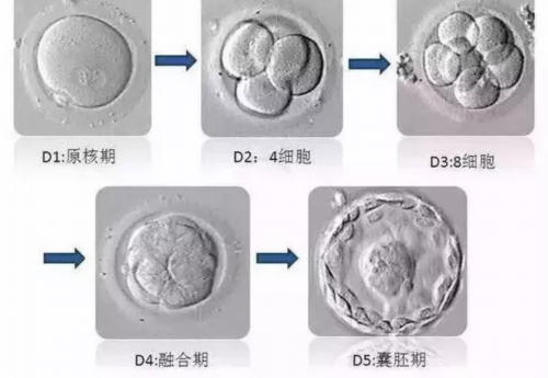 广州正规代孕助孕服务机构|2023湖北供卵试管医院排名前十首次公开附供卵包男