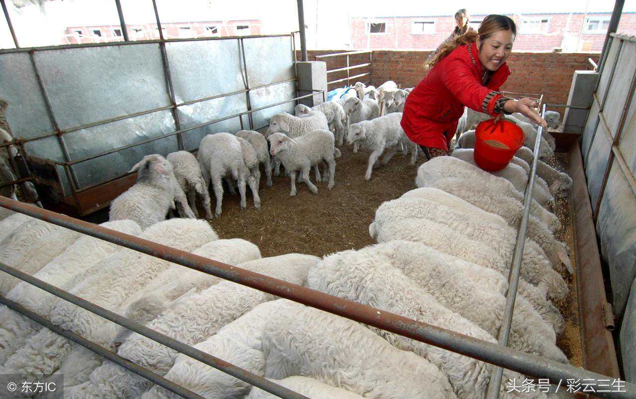 怎样提高肉羊繁殖力，提高肉羊繁殖力措施