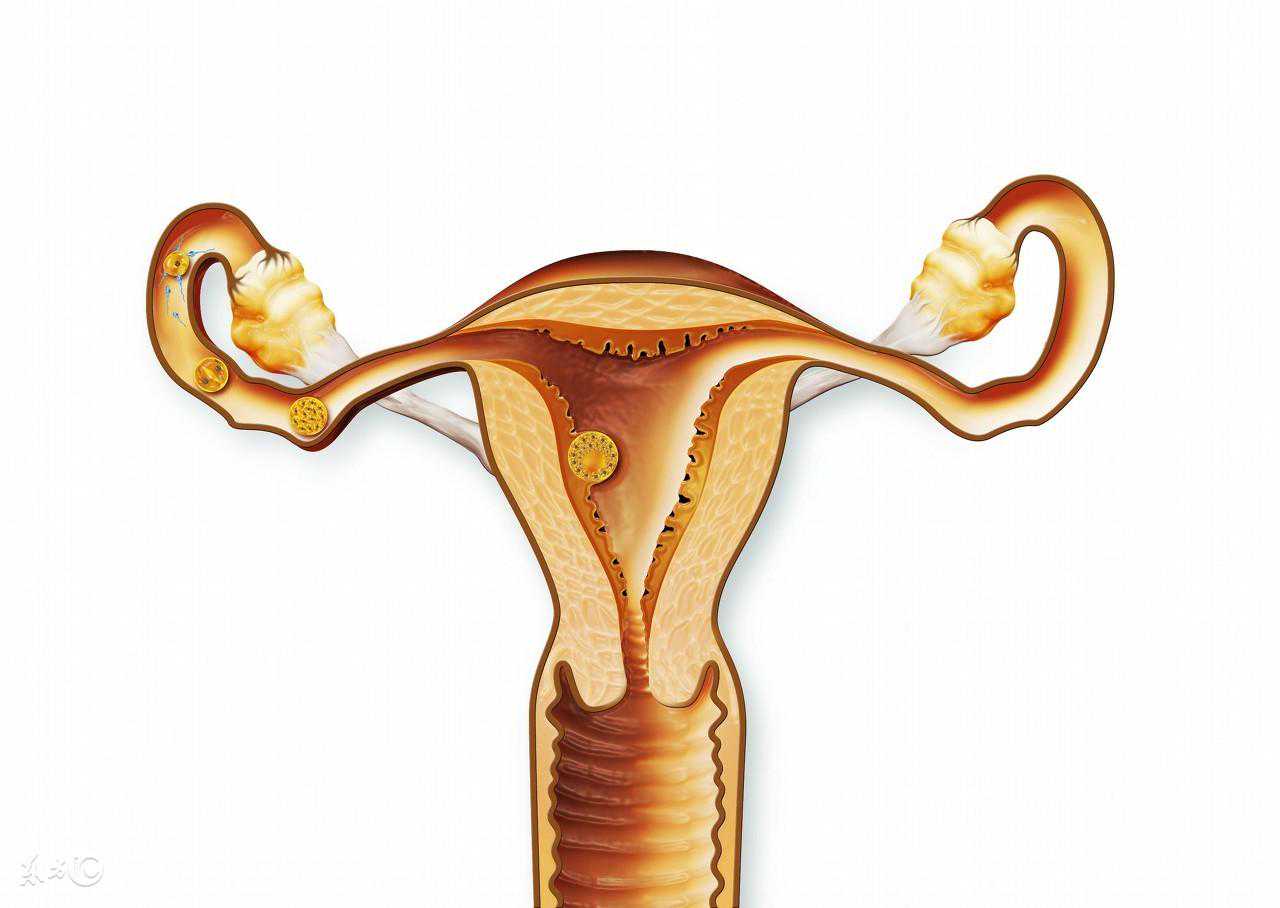 子宫内膜薄食疗调理才健康，分享内膜薄的食疗方案，祝你好孕！